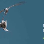 TERNS