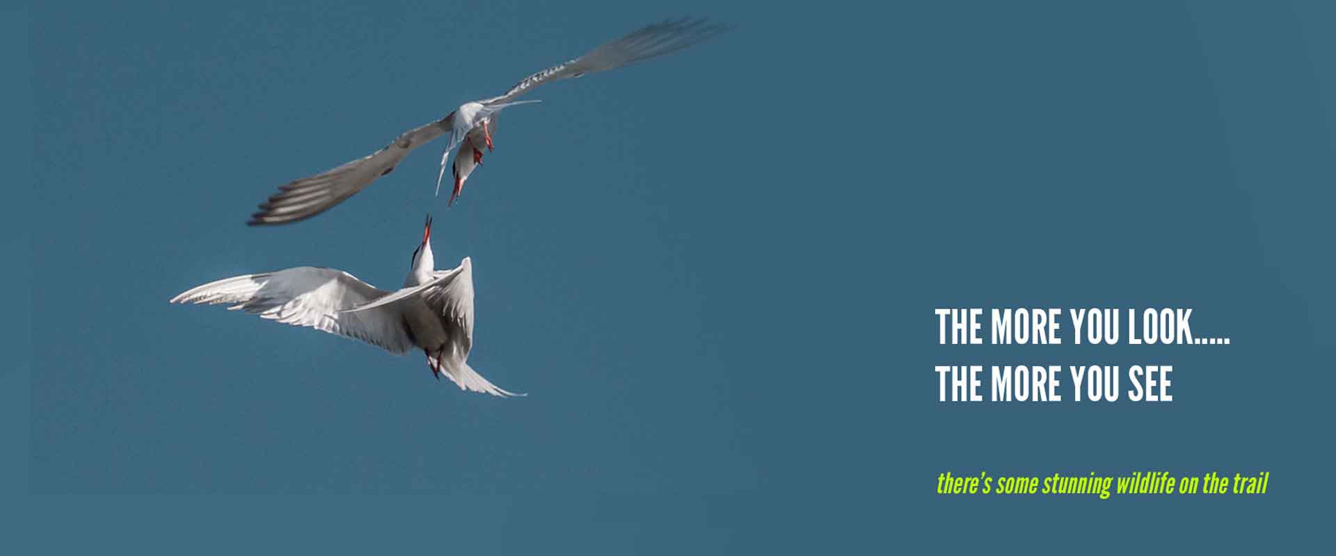 TERNS