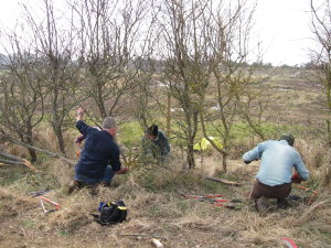 Volunteers completing hedge laying