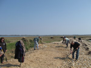 Volunteers re-profiling shingle beach