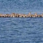 Wildlife Image