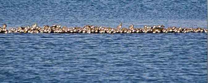 Wildlife Image