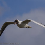 Black-headed Gull (Chroicocephalus ridibundus) Copyright Peter Drury