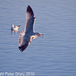European Herring Gull (Larus argentatus) Copyright Peter Drury