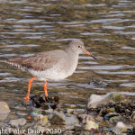 Redshank (Tringa totanus) Copyright Peter Drury