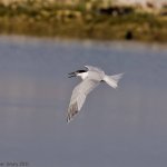 Sandwich Tern (Thalasseus sandvicensis) Copyright Peter Drury